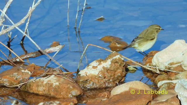 Common Chiffchaff - ML638476567
