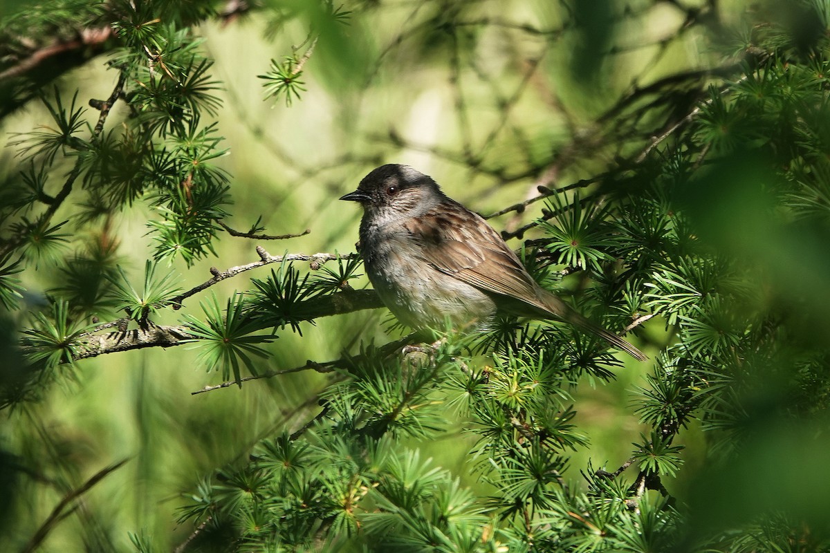 Dunnock - ML638476574