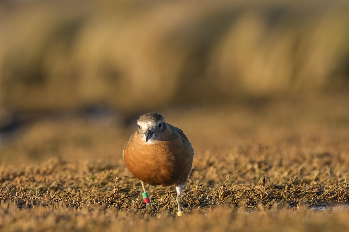 Red-breasted Dotterel (Southern) - ML638476579