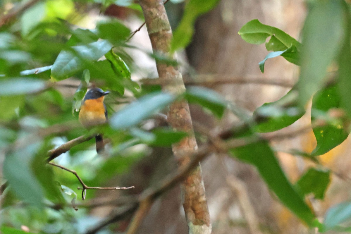 Javan Blue Flycatcher - ML638476584