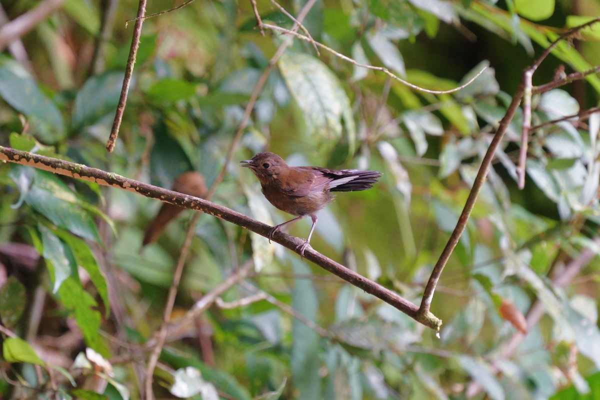 White-tailed Robin - ML638476610