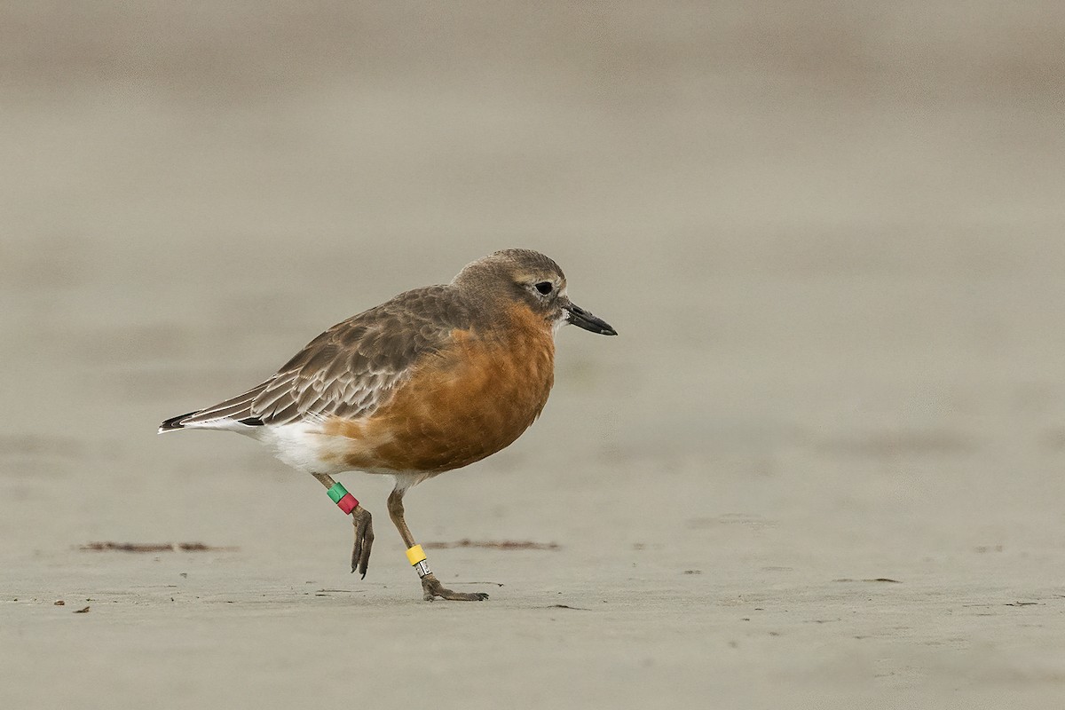 Red-breasted Dotterel (Southern) - ML638476615