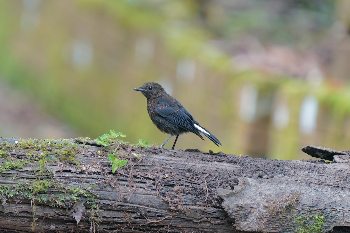 White-tailed Robin - ML638476619