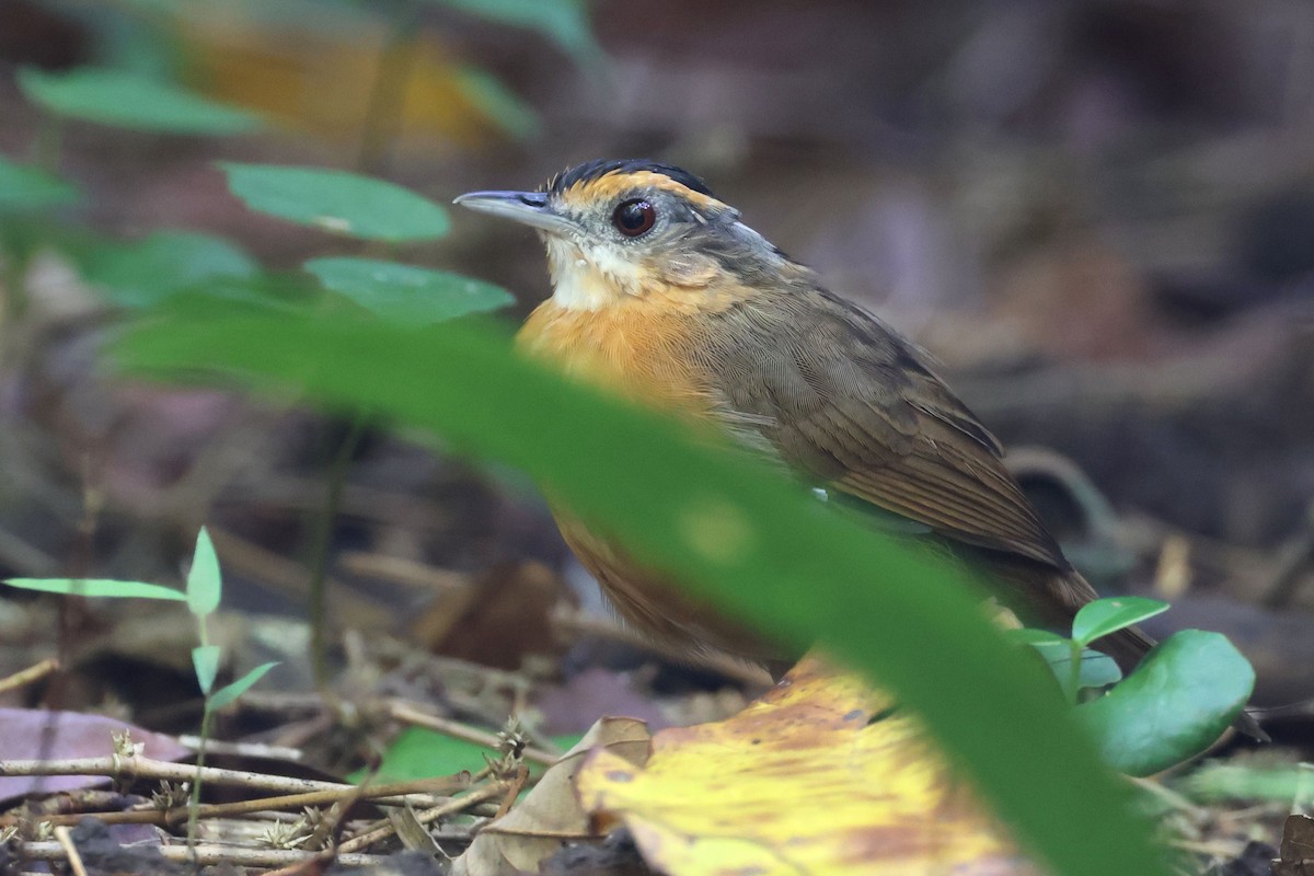Javan Black-capped Babbler - ML638476629