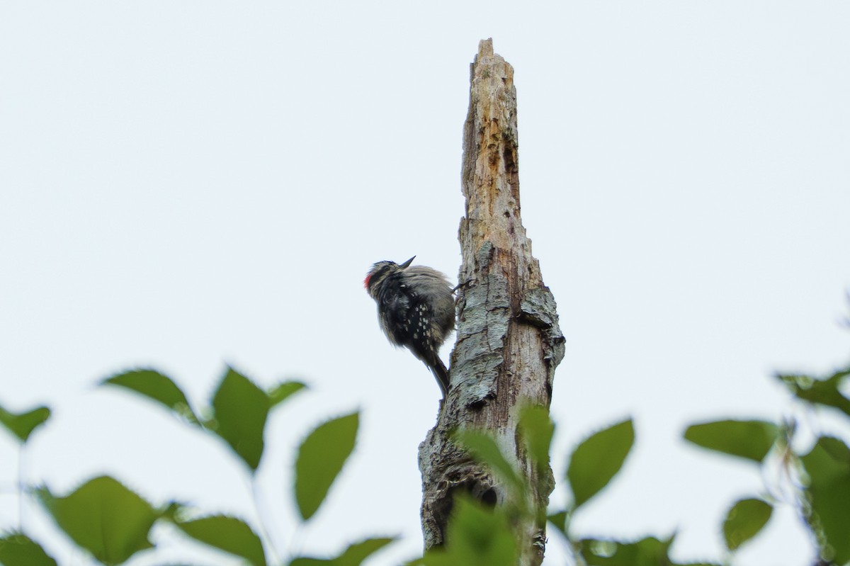 Downy Woodpecker - ML638476633