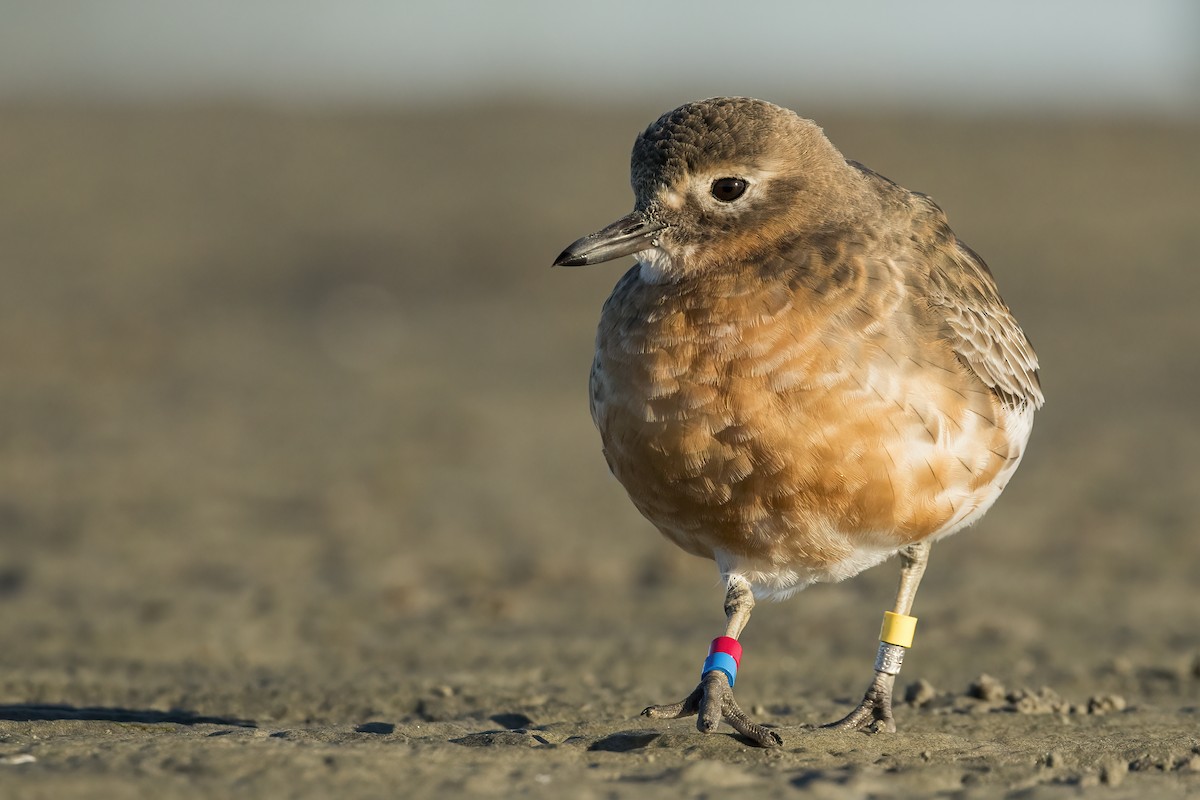 Red-breasted Dotterel (Southern) - ML638476649