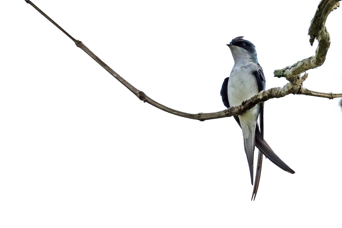 Gray-rumped Treeswift - ML638476660