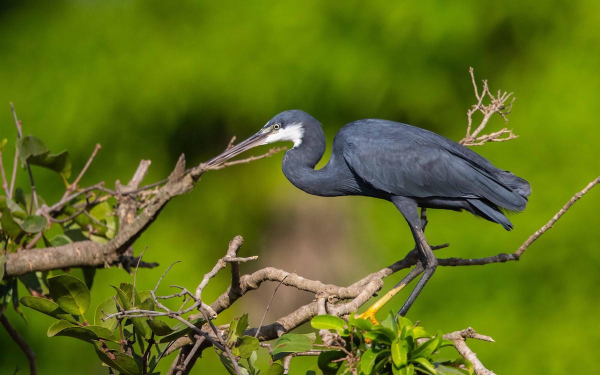 Western Reef-Heron - ML638476667