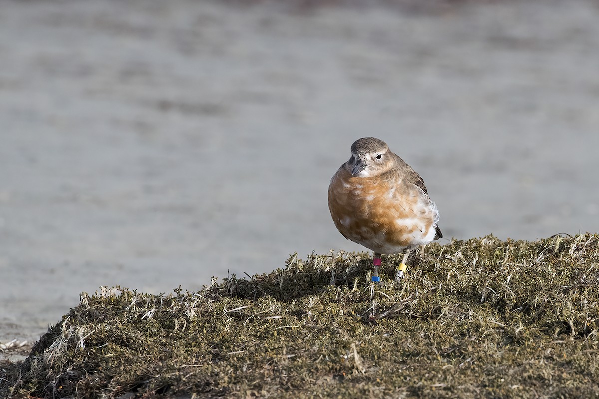 Red-breasted Dotterel (Southern) - ML638476677