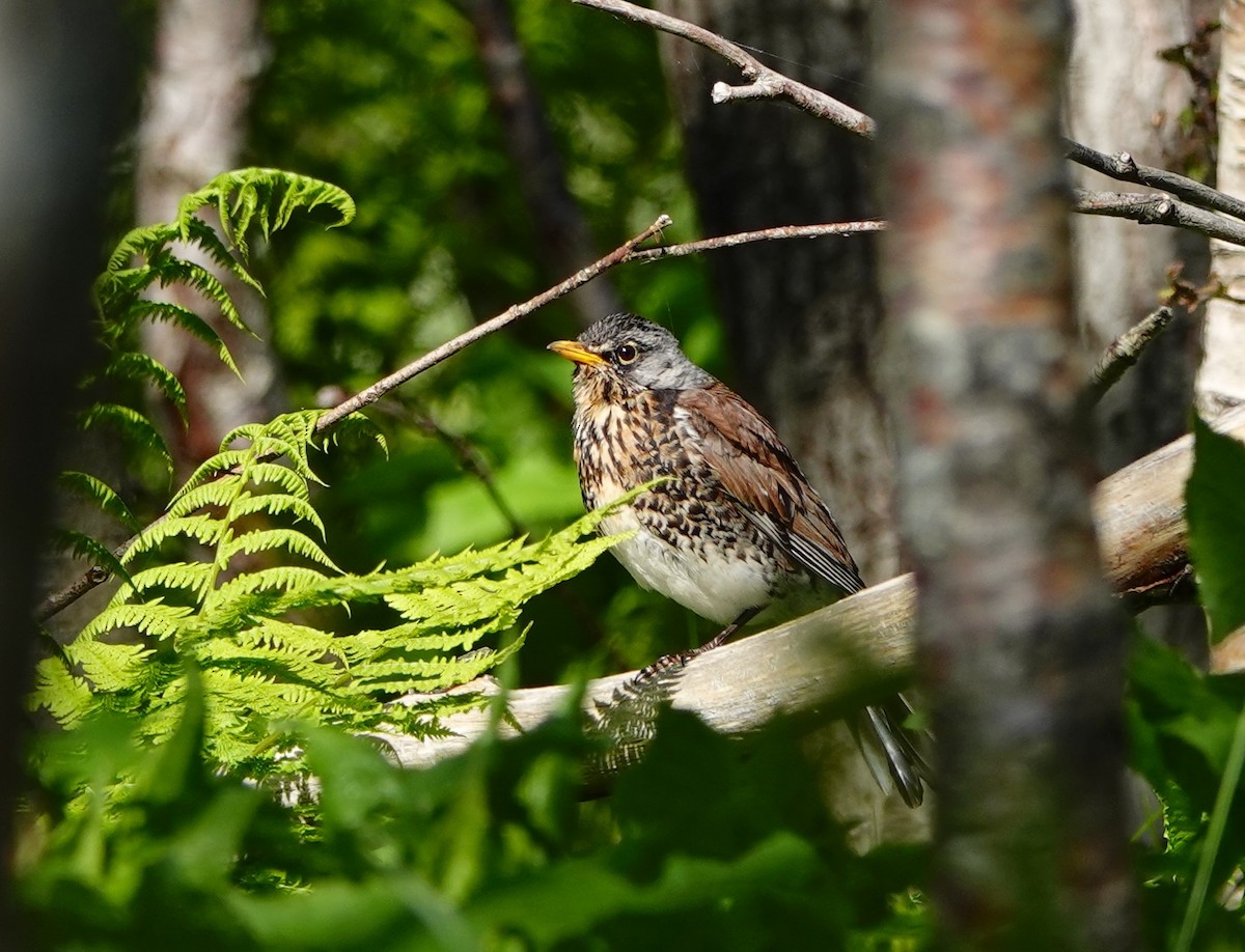 Fieldfare - ML638476724