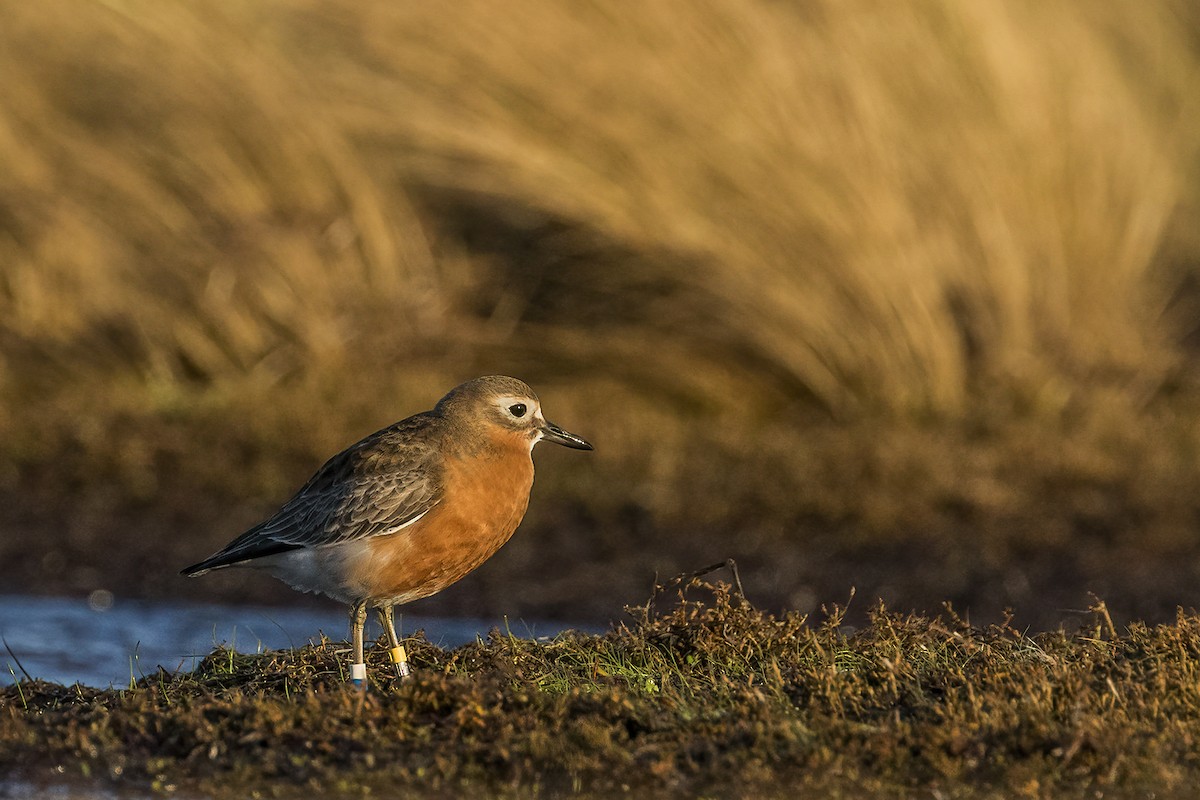 Red-breasted Dotterel (Southern) - ML638476725