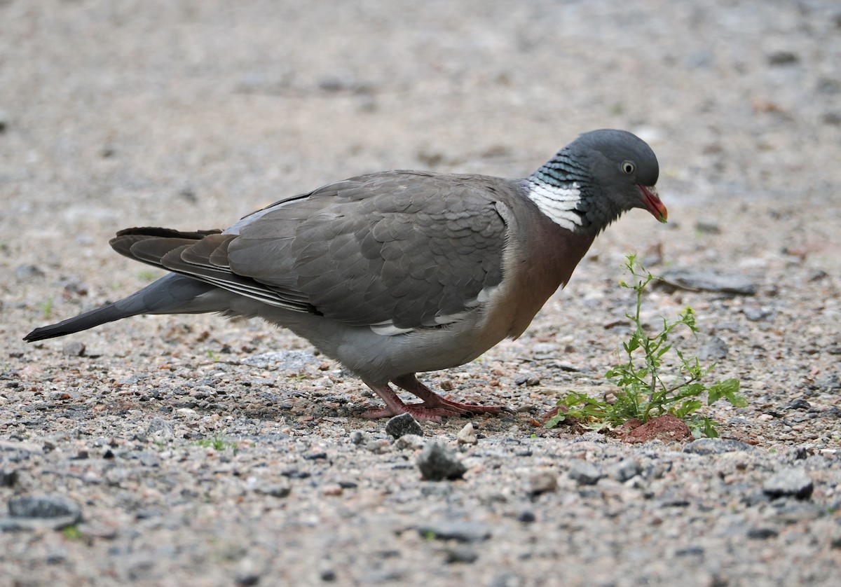 Pigeon ramier - ML638476728