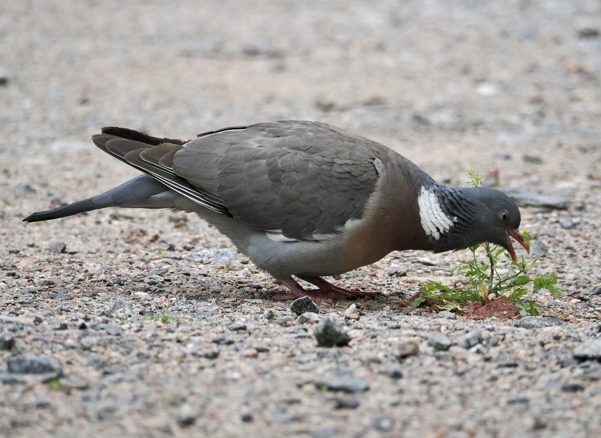 Pigeon ramier - ML638476729