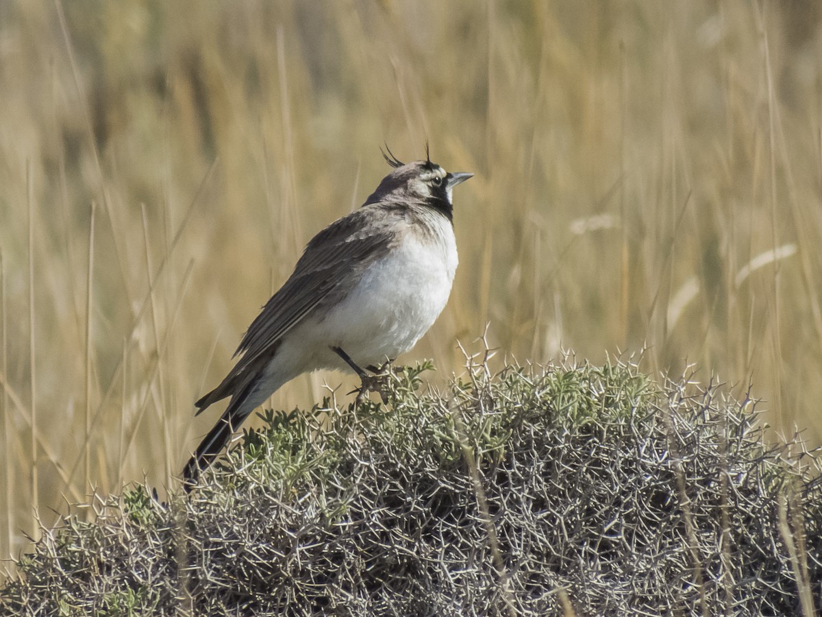 Horned Lark - ML638476734