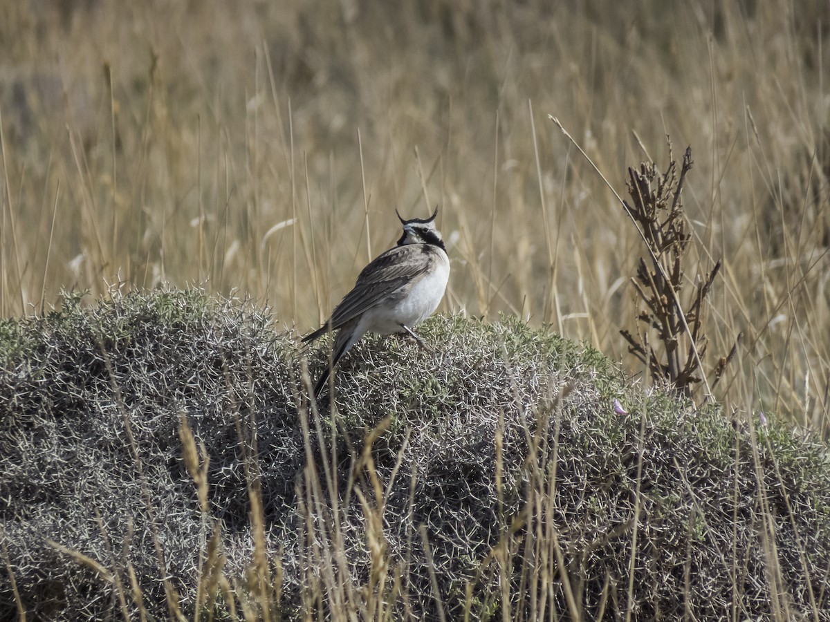 Horned Lark - ML638476736