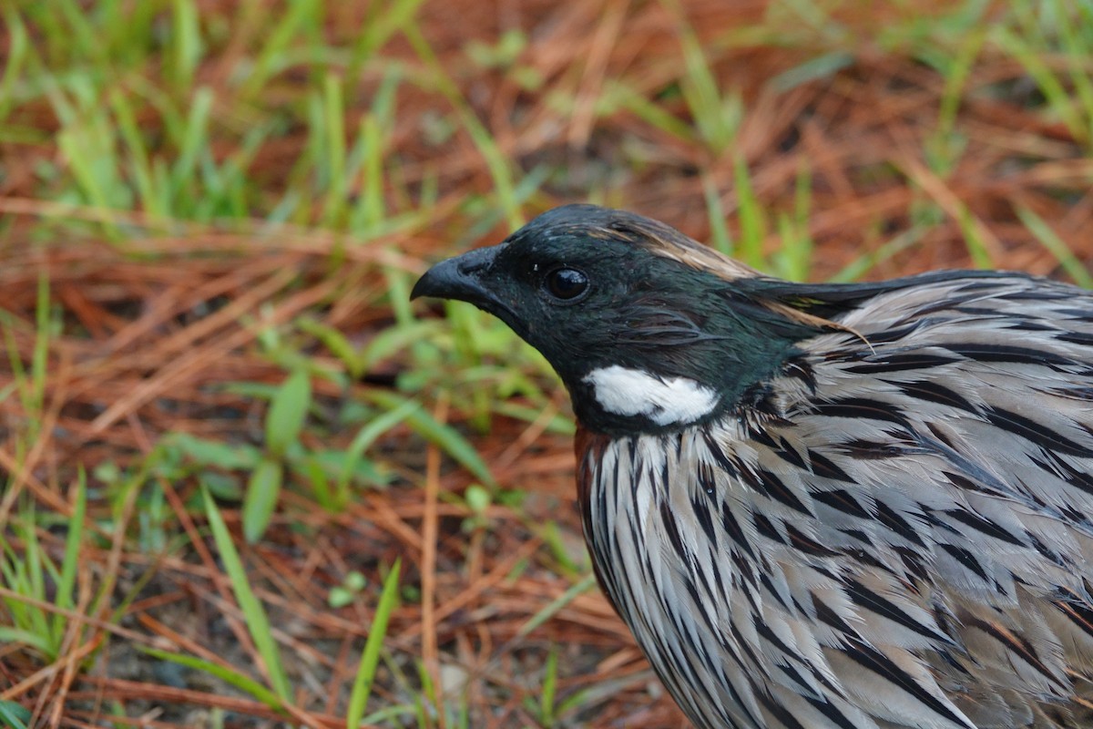 Koklass Pheasant - ML638476745
