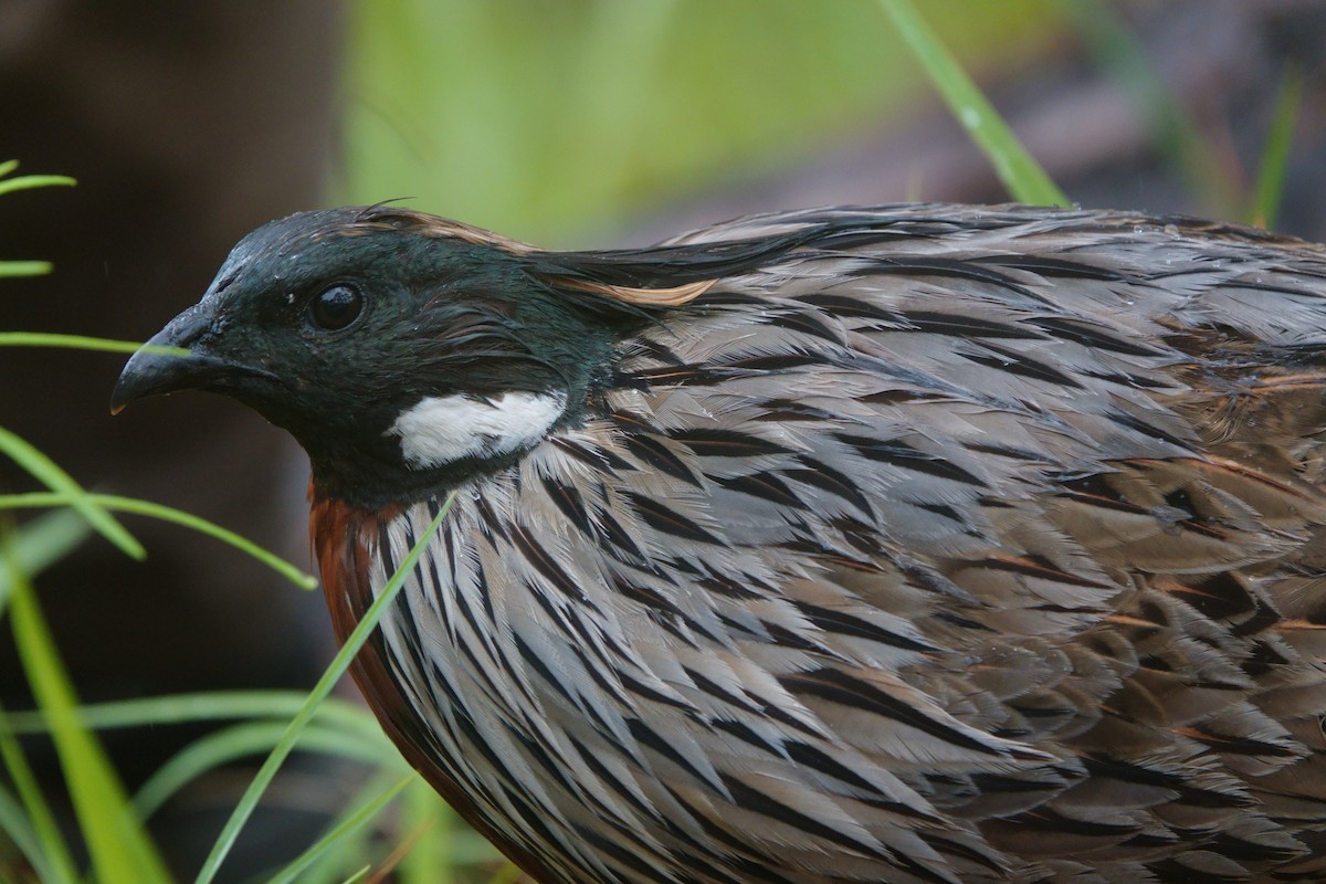Koklass Pheasant - ML638476746