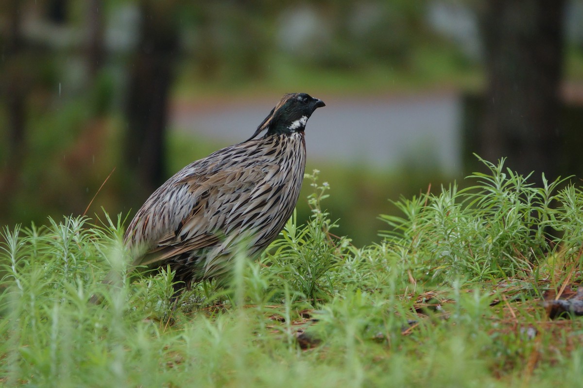 Koklass Pheasant - ML638476747