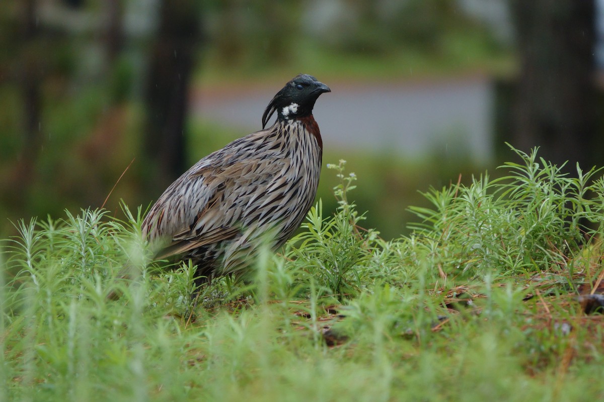 Koklass Pheasant - ML638476748