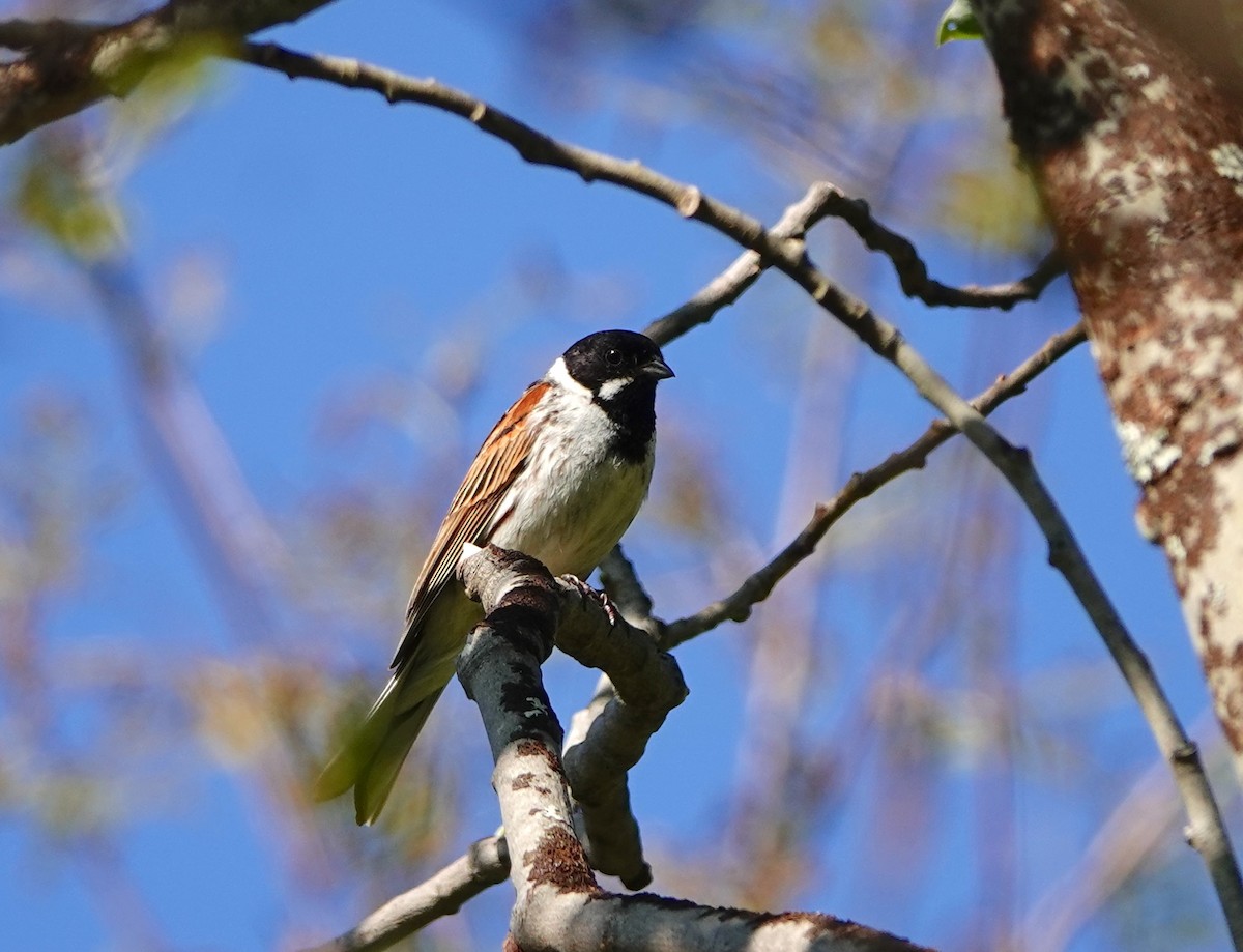 Reed Bunting - ML638476750