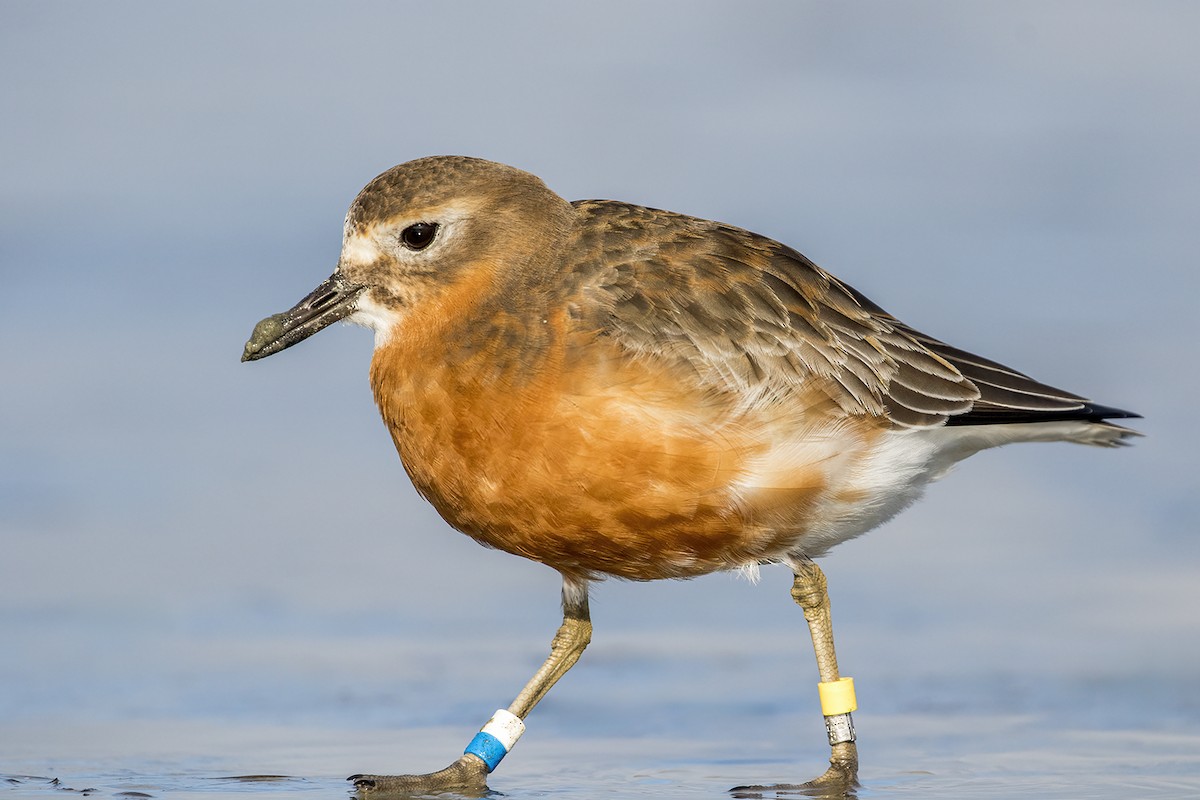 Red-breasted Dotterel (Southern) - ML638476755