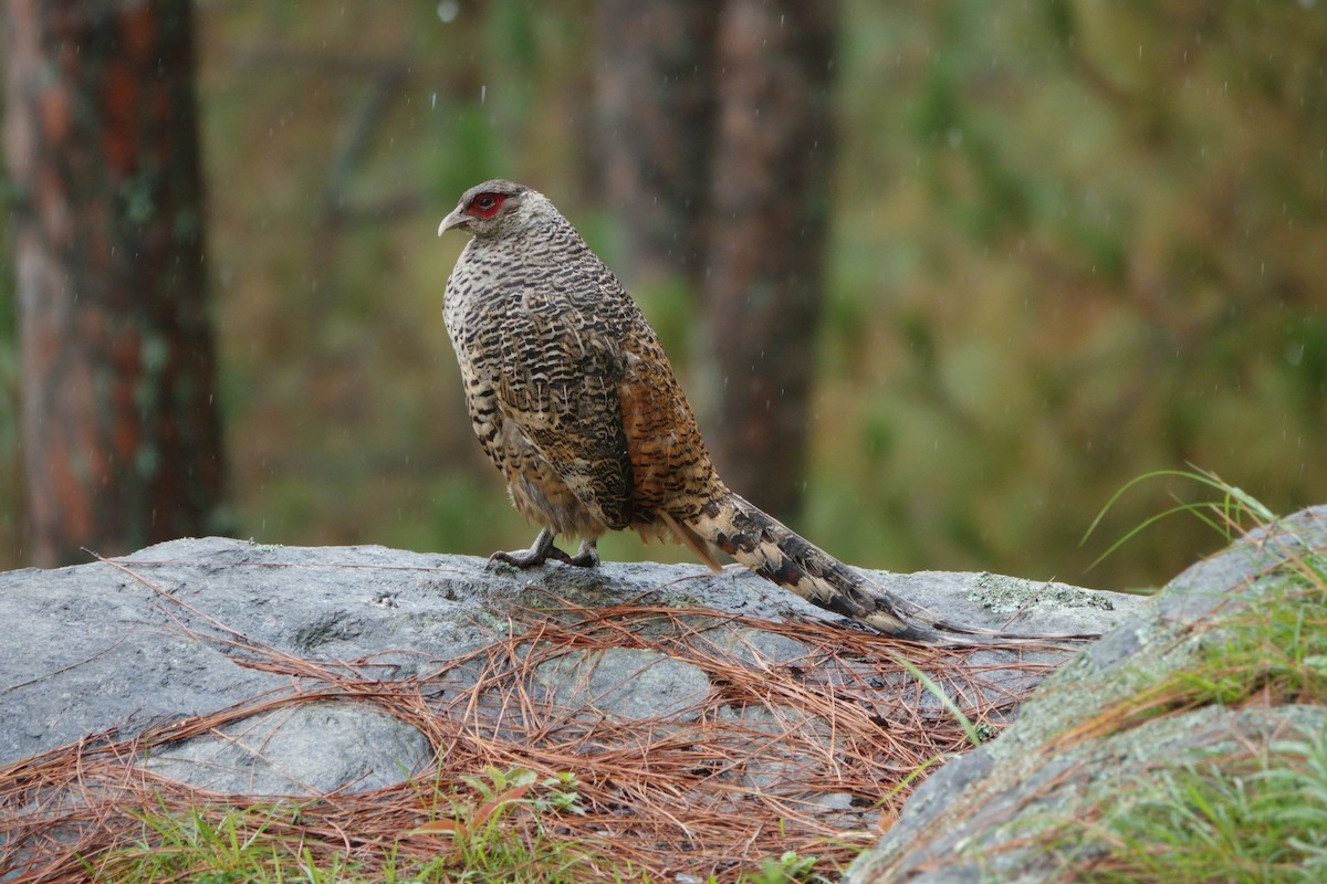 Cheer Pheasant - ML638476758
