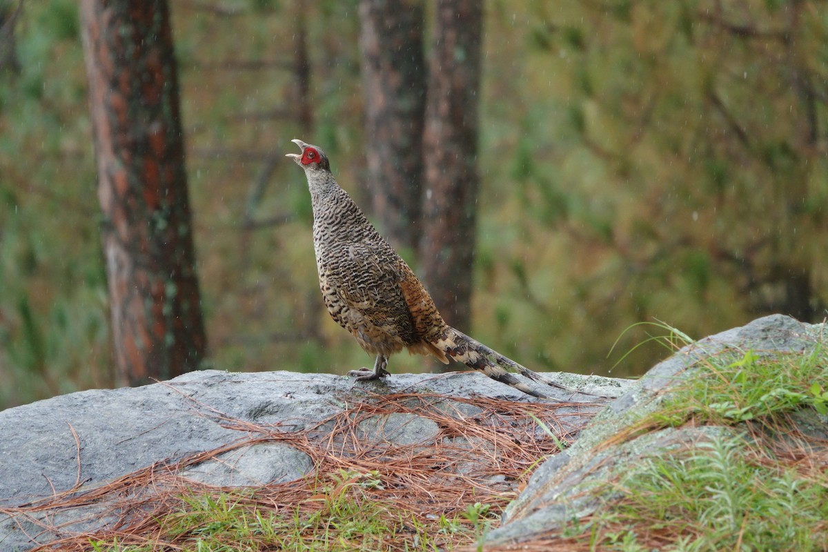 Cheer Pheasant - ML638476759