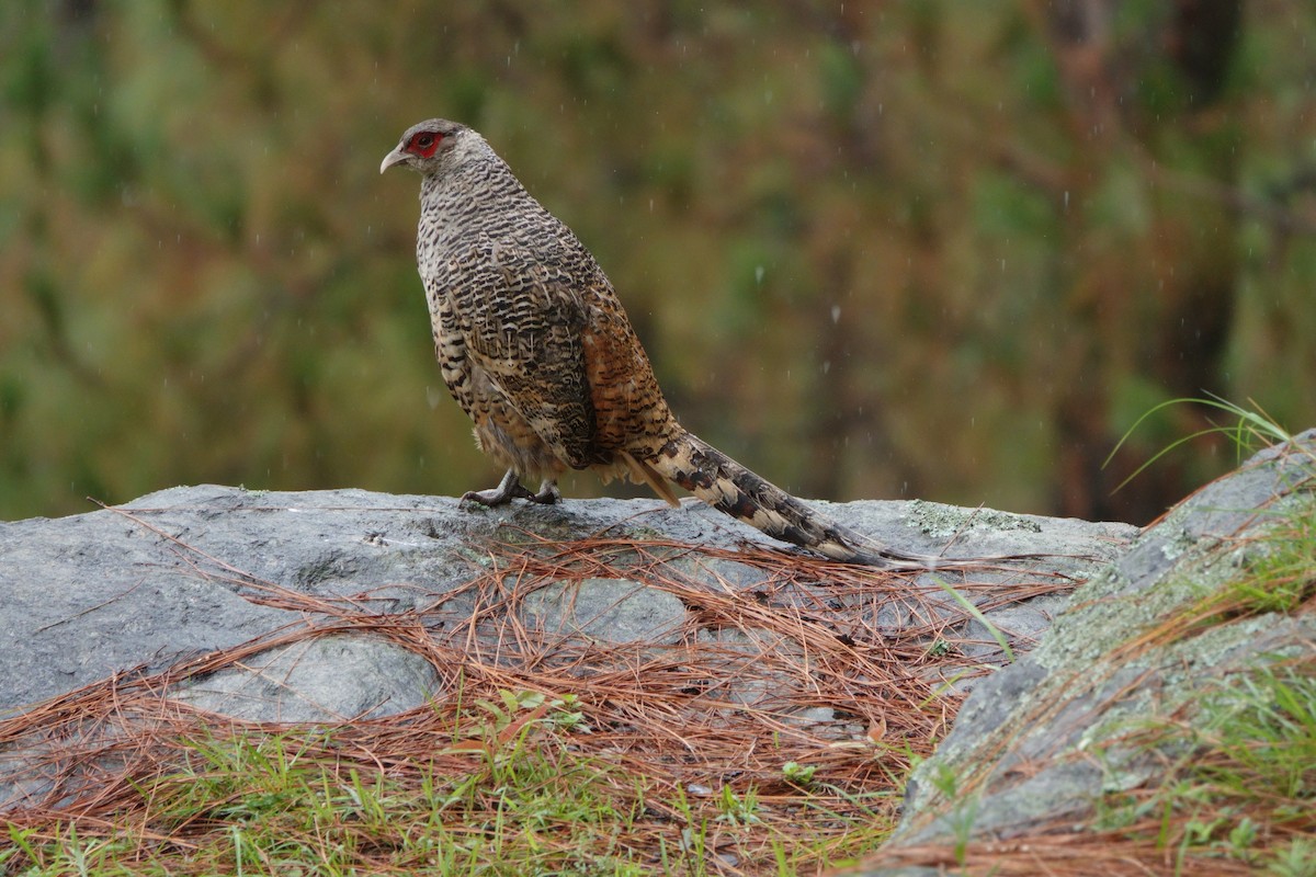 Cheer Pheasant - ML638476760