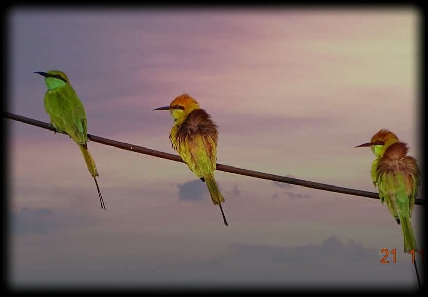 Asian Green Bee-eater - ML638476765