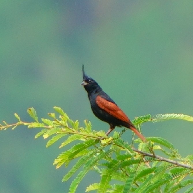 Crested Bunting - ML638476767
