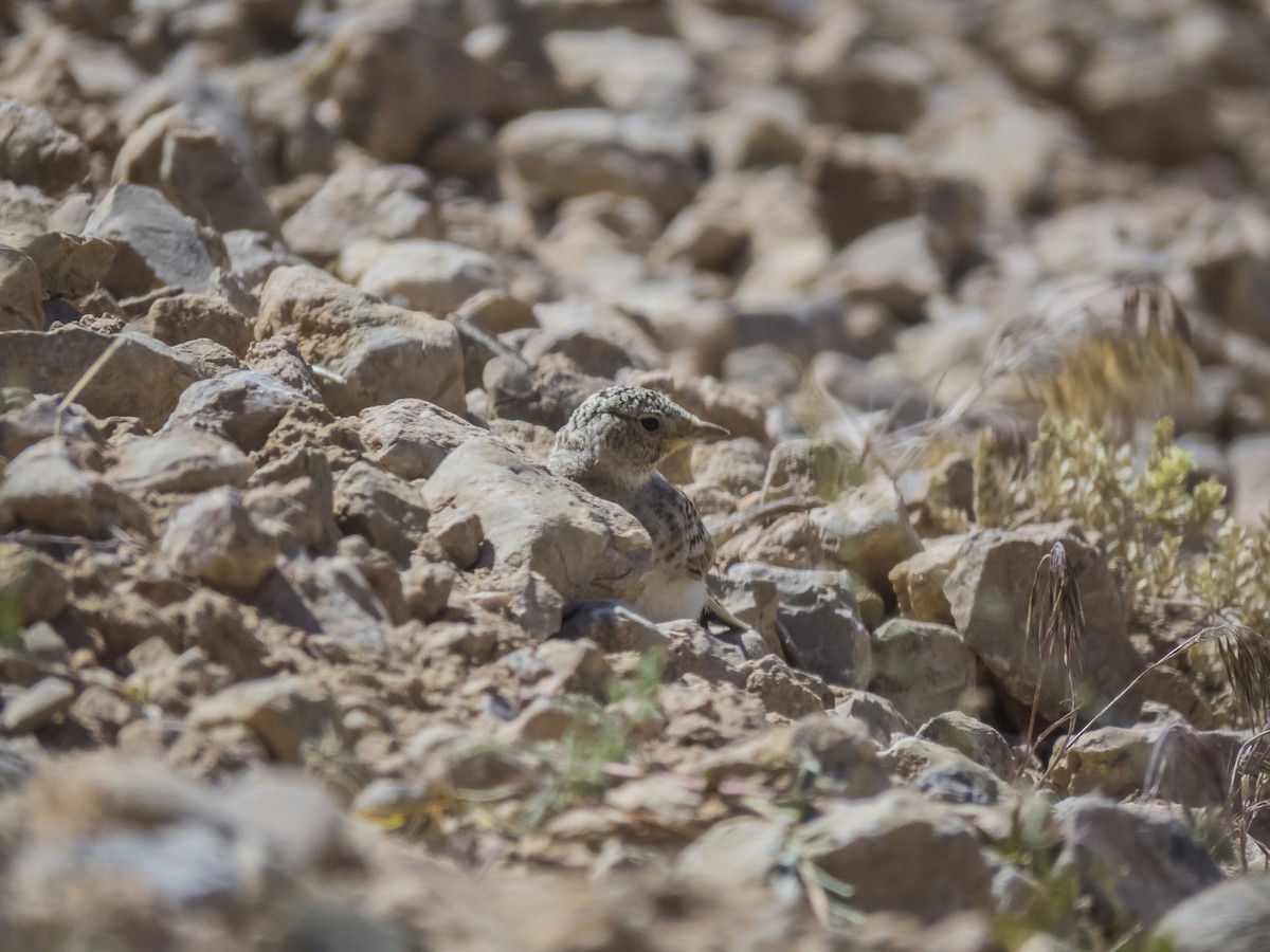 Rufous-tailed Rock-Thrush - ML638476787