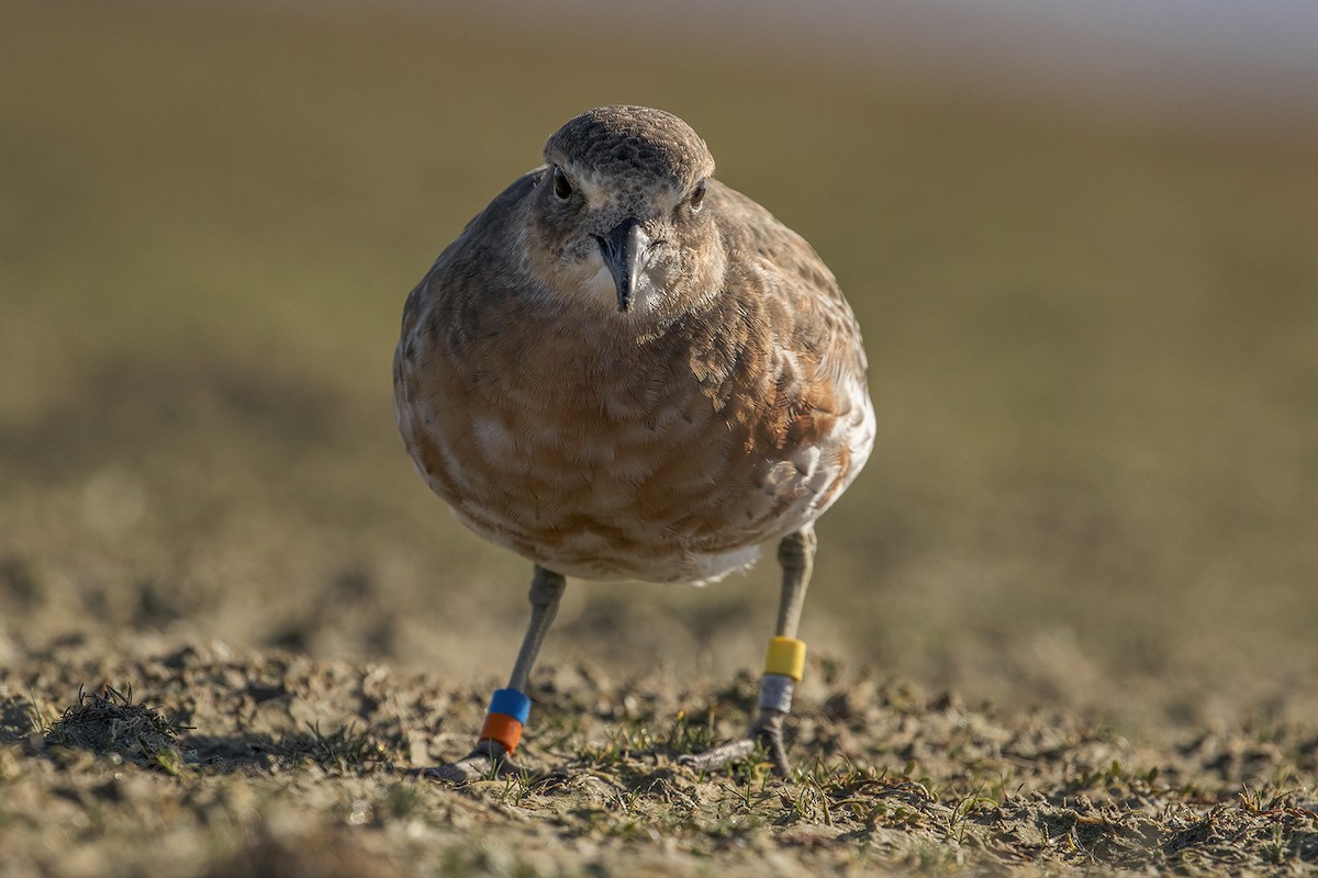 Red-breasted Dotterel (Southern) - ML638476807