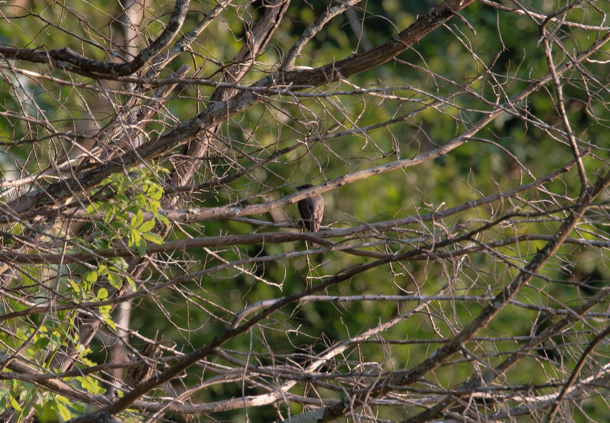Eastern Phoebe - ML638476816