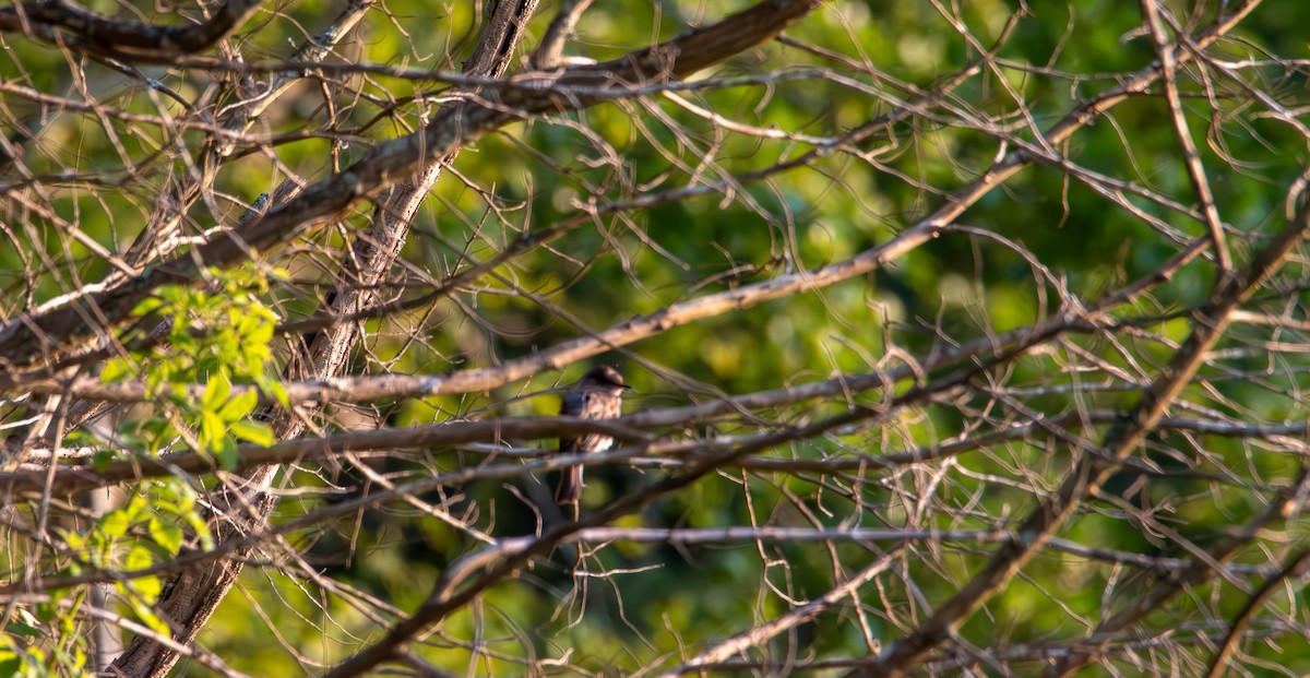 Eastern Phoebe - ML638476817