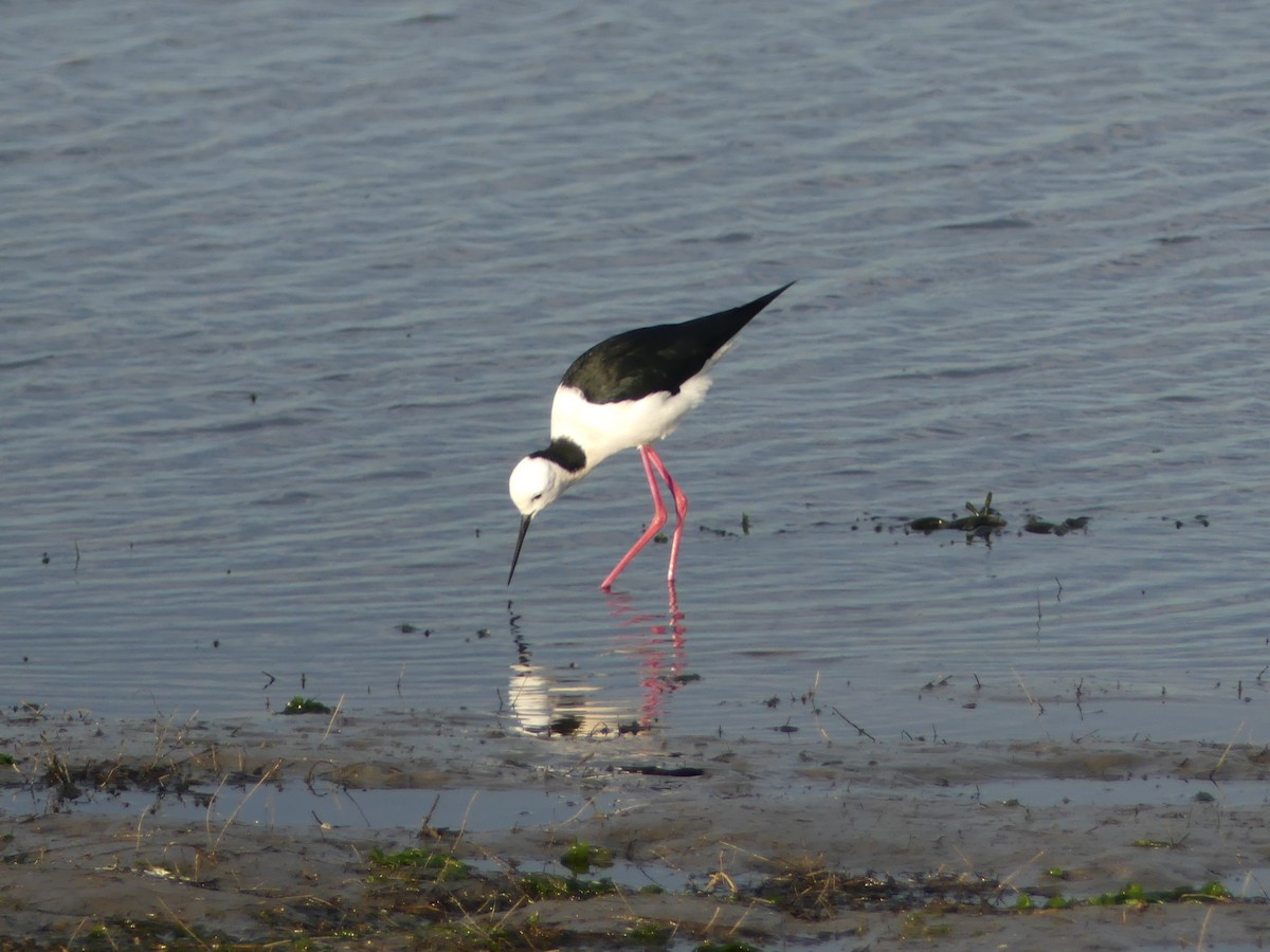 Pied Stilt - ML638476819