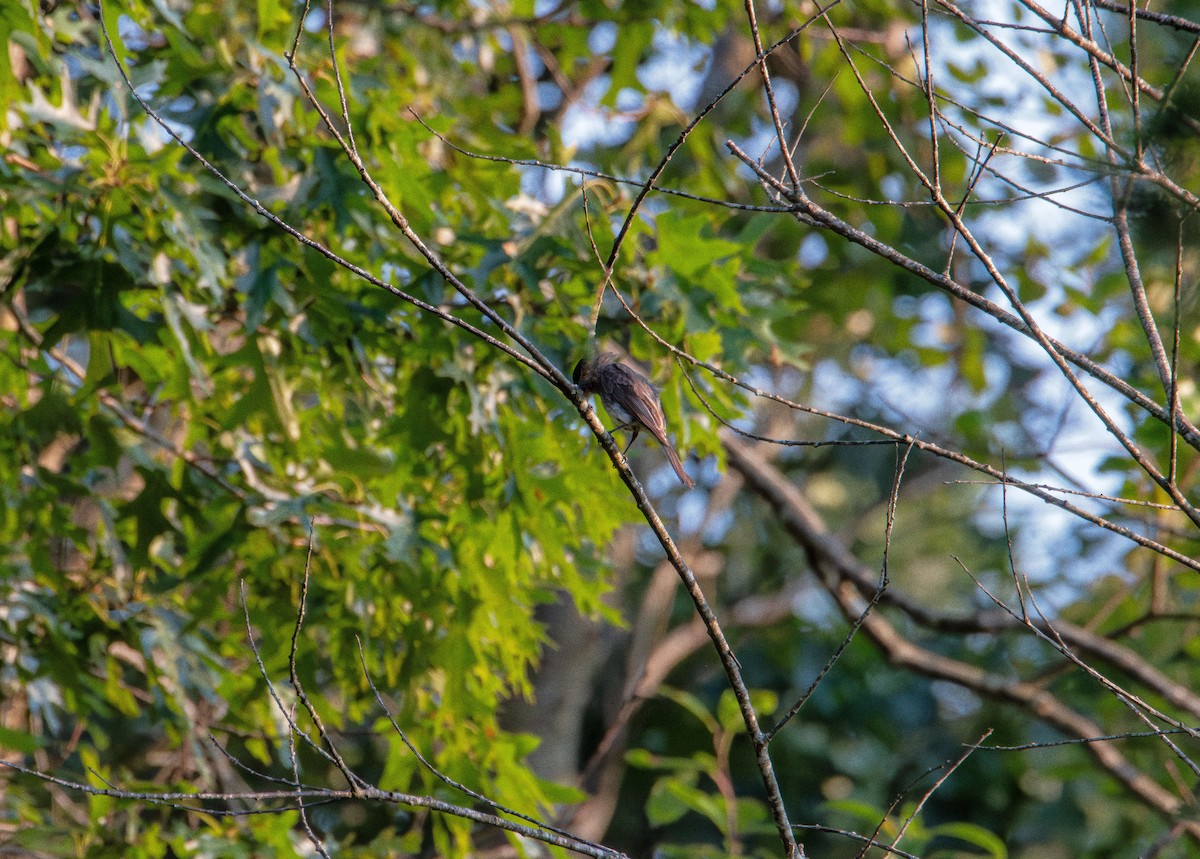 Eastern Phoebe - ML638476820