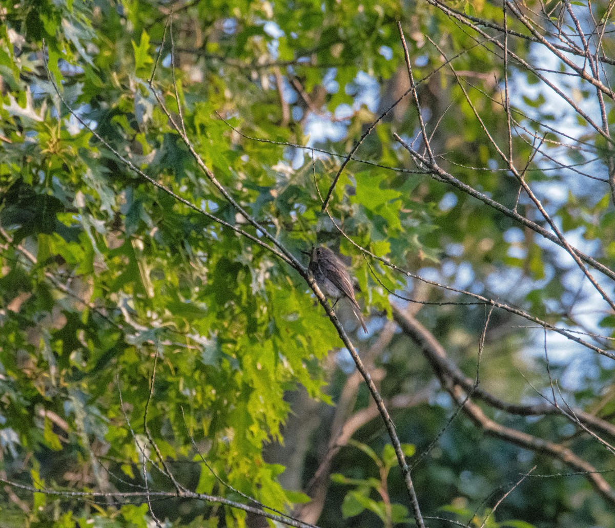 Eastern Phoebe - ML638476821