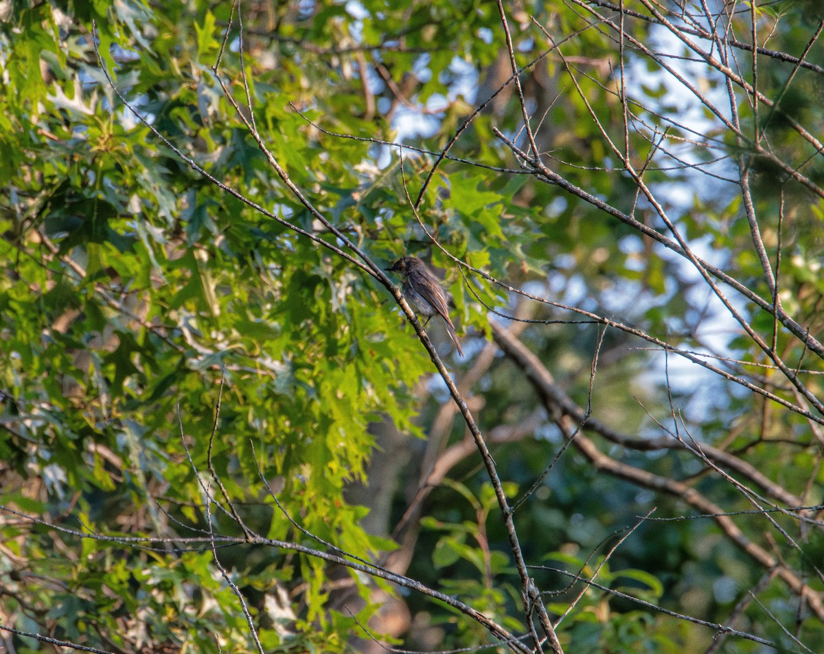 Eastern Phoebe - ML638476822