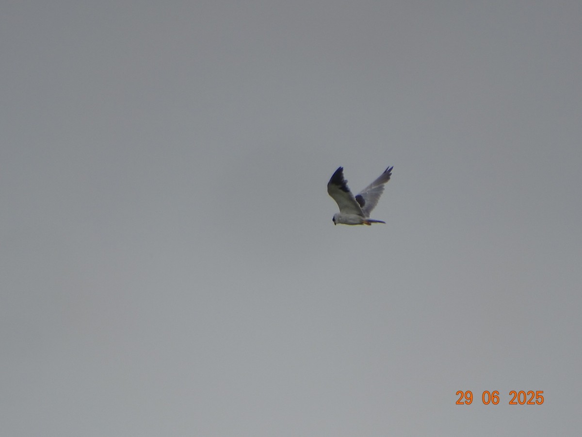 Black-winged Kite - ML638476860