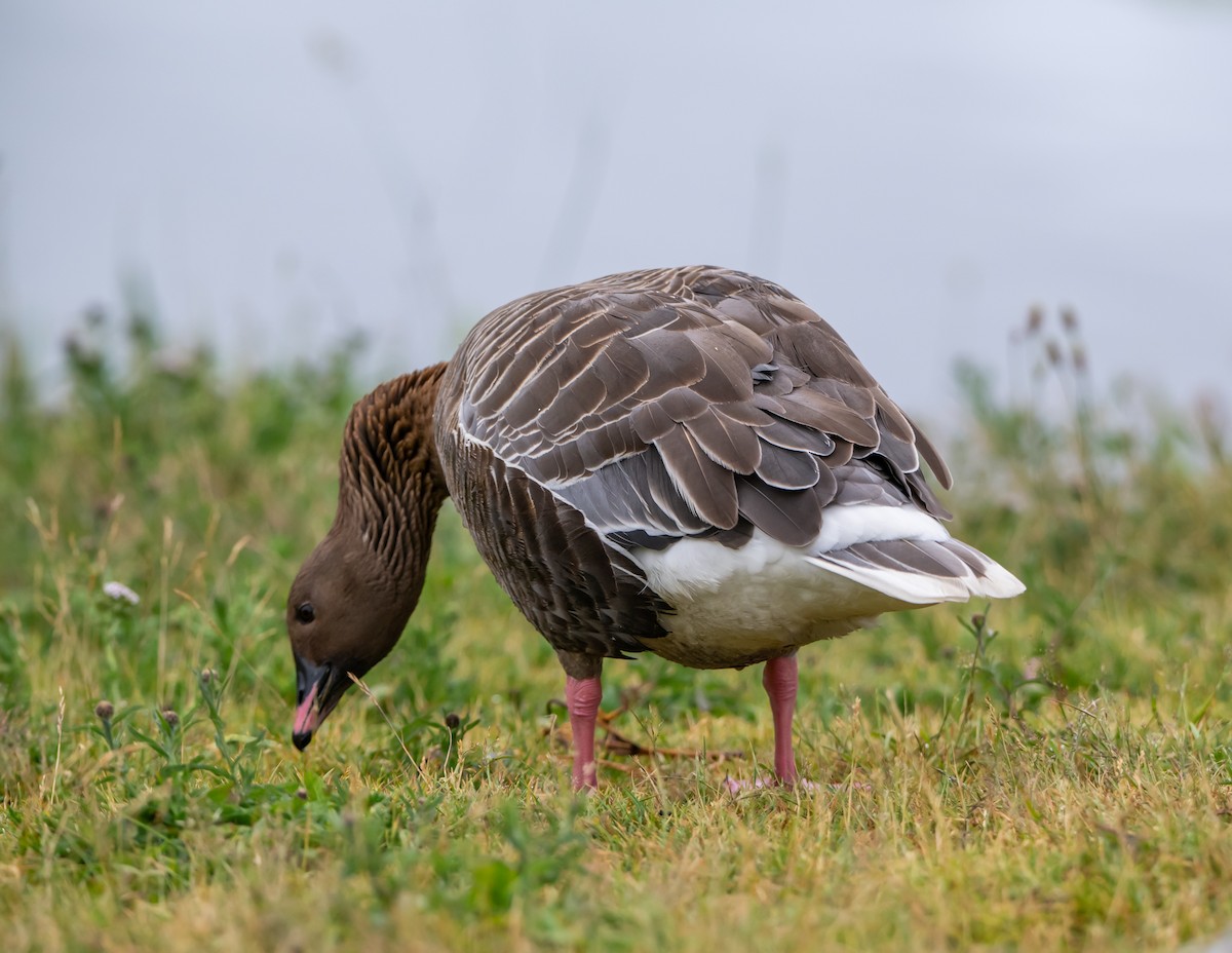 Pink-footed Goose - ML638476883