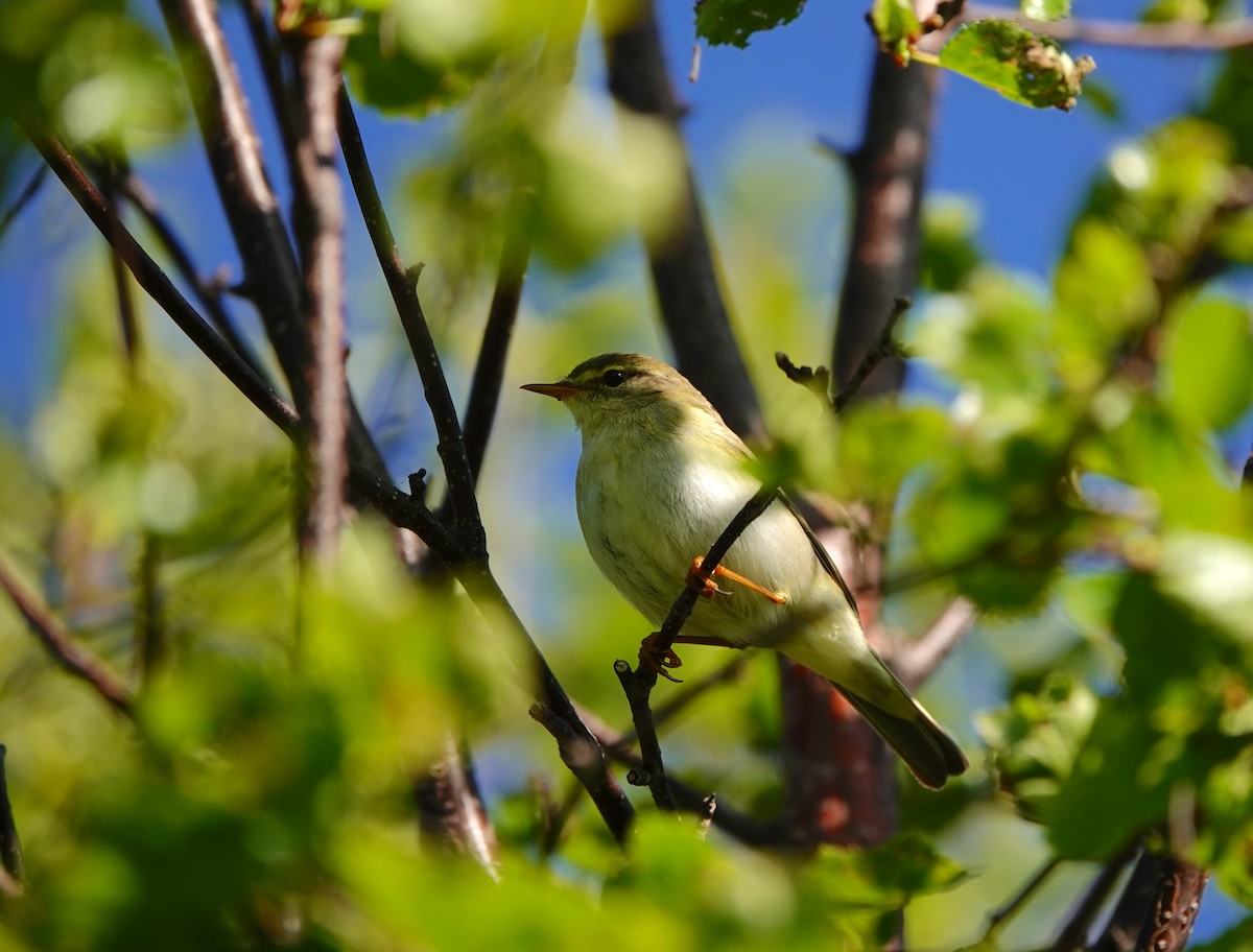 Willow Warbler - ML638476900