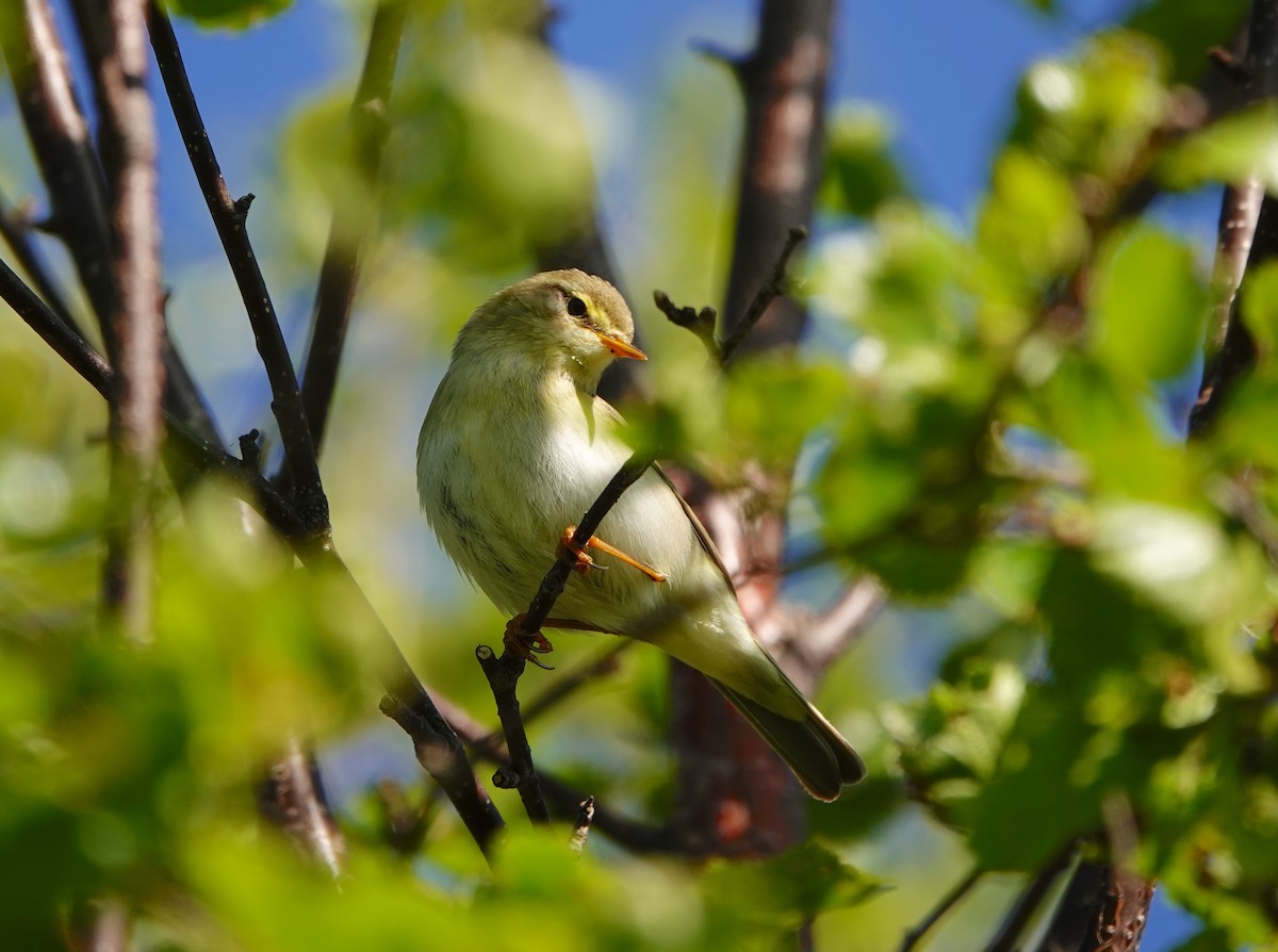 Willow Warbler - ML638476901