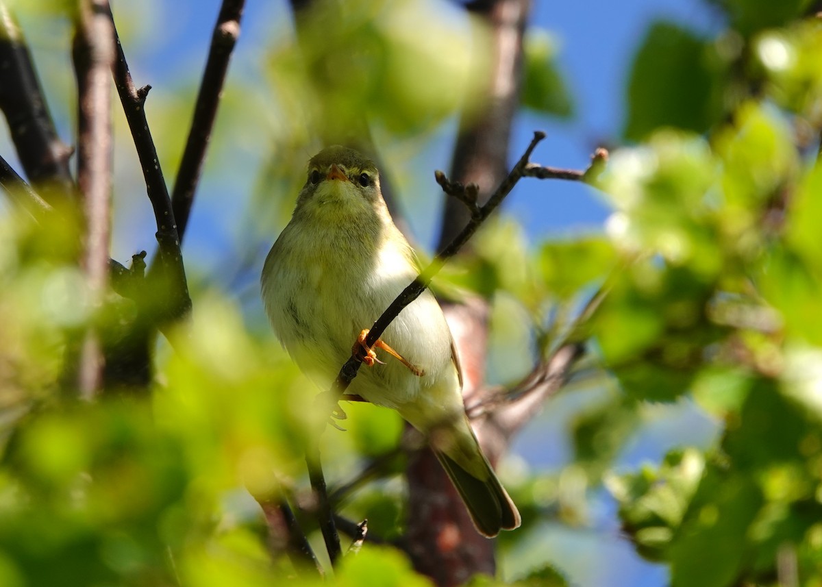 Willow Warbler - ML638476902