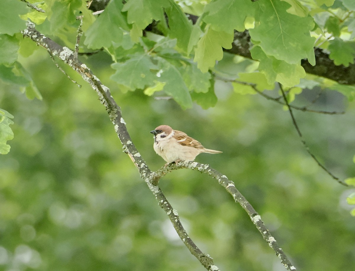 Moineau friquet - ML638476903