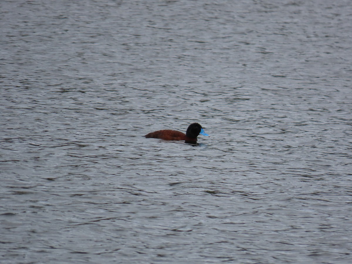 Blue-billed Duck - ML638476910