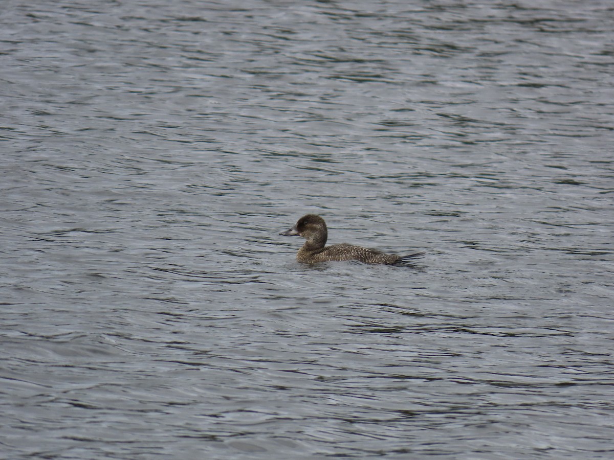 Blue-billed Duck - ML638476911