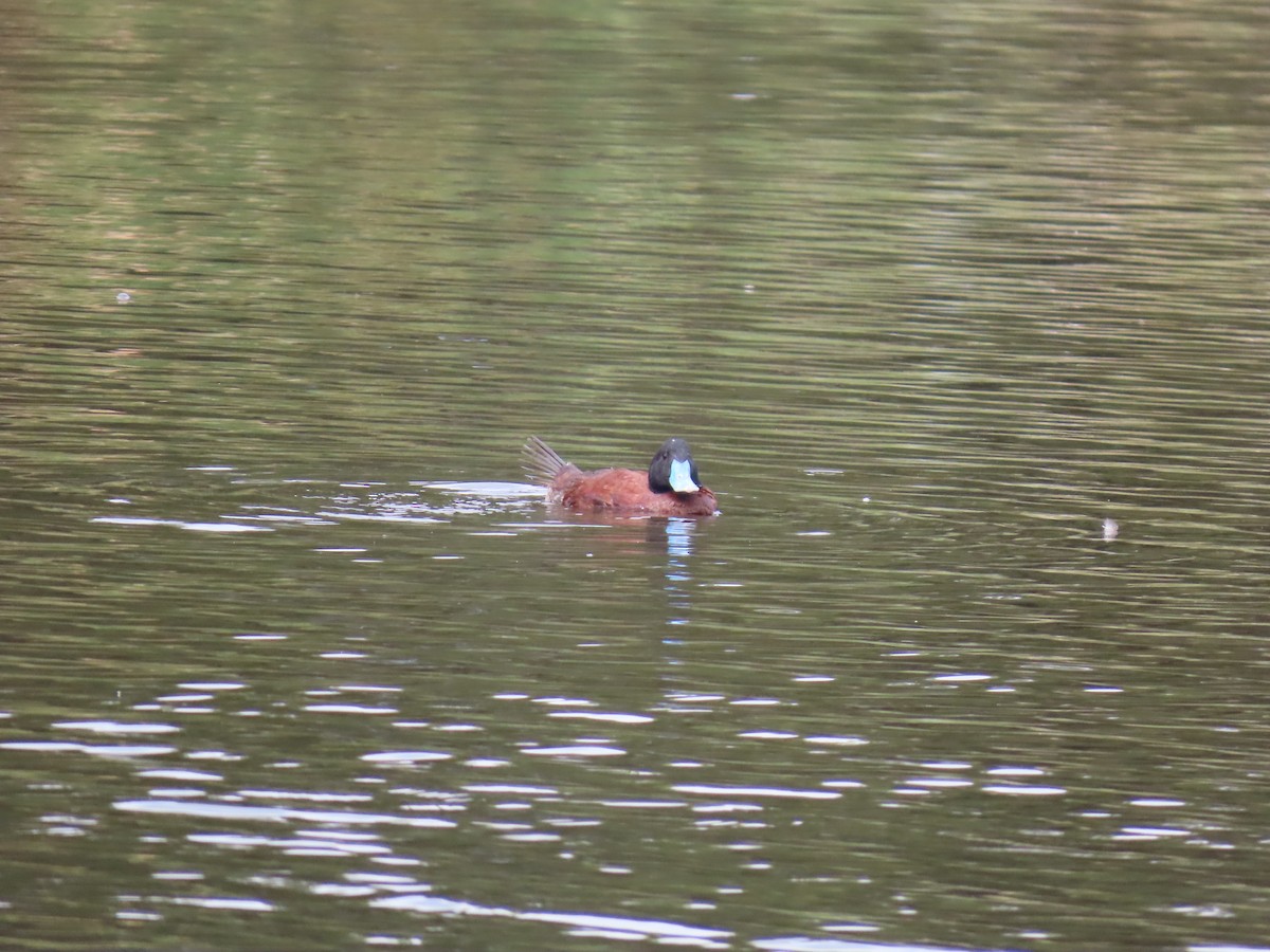 Blue-billed Duck - ML638476912