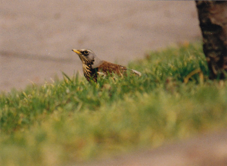 Fieldfare - ML638476918