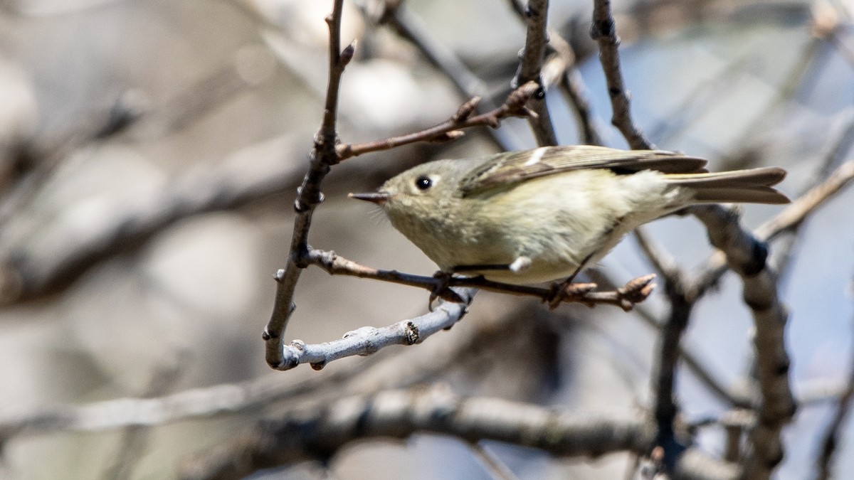 Ruby-crowned Kinglet - ML638476926