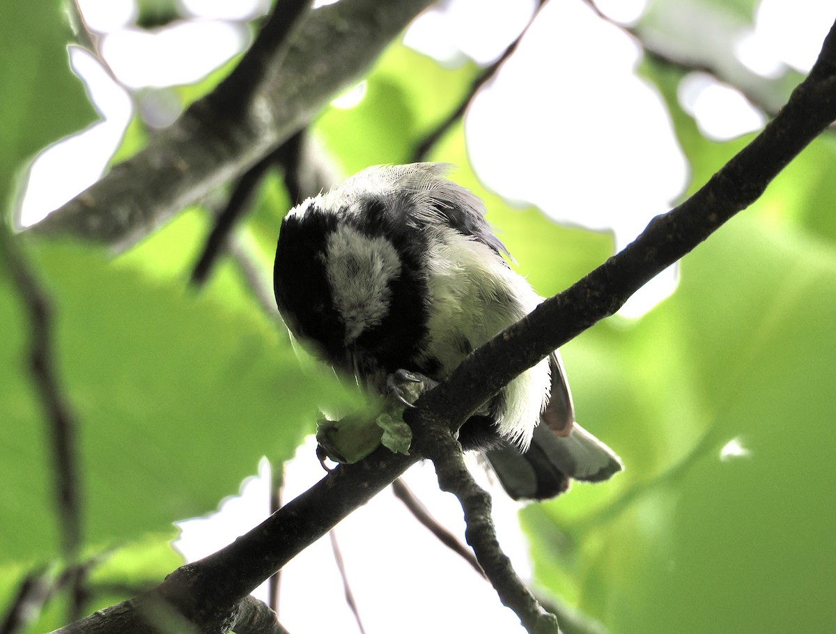 Mésange charbonnière - ML638476927